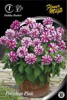 Jurginų svogūnėlis, lot. Dahlia Princess Pink