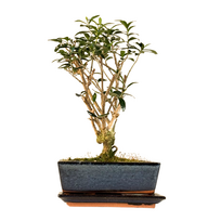 Alyvmedis Olea Bonsai P20