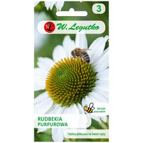 Purpurinė ežiuolė, Echinacea - balta