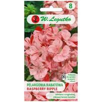 Divas F1 lovos pelargonija – Raspberry Ripple – margas, oranžinis ir raudonas