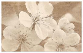 Dekoratyvinė plytelė MEFASTO BROWN INSERTO FLOWER, 25 x 40 cm
