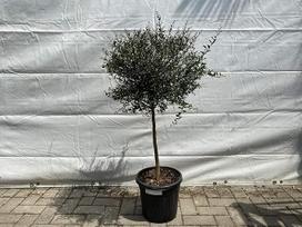 "Tropictrees" - Australijos pirštinė liepa - 130-150 cm - Citrusmedis - Citrus Caviar - Caviar Lime - Microcitrus Australasica