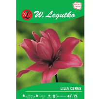 Ceres rožinė lelija, 1 vnt.