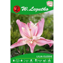 Elodie rožinė lelija, 1 vnt.