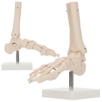 Anatomicinė čiurnos sąnario kopija 4Fizjo
