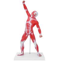 50cm Raumenų Sistemos Modelis Žmogaus Raumenų Modelis Kūno Raumenų Struktūros Modelis red