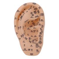 Ausų akupunktūros taškų modelis Ausies zonos masažo modelis Laboratorinės reikmenys akupunktūros taškams Spaudimo taškų mokymasis 30x17cm