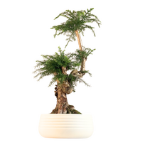 Araucaria Cunninghamii P25  II