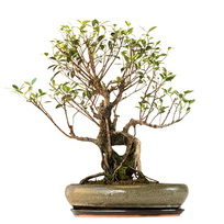 Ficus Bonsai P40 (1)