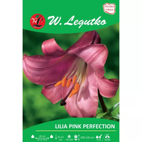 Pink Perfection lelija, rožinė, 1 vnt.