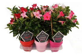 Lauko augalas mandevila, Ø 14, 30 cm, lot. MANDEVILLA