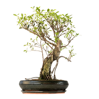 Ficus Bonsai P40 (1)