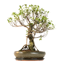 Ficus Bonsai P40 (1)