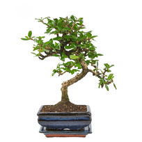Carmona Bonsai S formos Arbatmedis P15