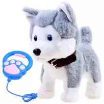 The interactive Husky dog on a leash barks ZA3888