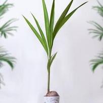 Coco nucifera