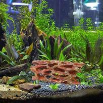 Akvariumo krevečių slėptuvės Stabilus krevečių veisimosi urvas Netaisyklingos formos dekoracija Koralinės slėptuvės Ornamentas veisimui, poilsiui, slėpimui China Mainland