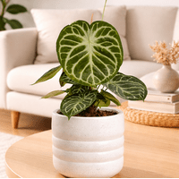 Anthurium Silver Blush