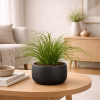 Cyperus Alternifolius Zumula