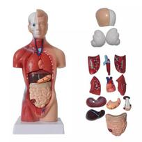 Unisex žmogaus liemens kūno anatomija Anatominis modelis Vidaus organai Skeleto sistema 28CM