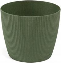 Vazonas Magnolija Jumper, žalias, 19 cm