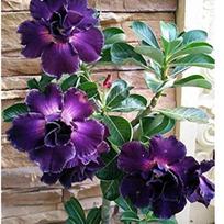 5 ADENIUM OBESUM sėklos  Violetinė  Dykumos rožė  šviežios sėklos