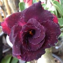 5 ADENIUM OBESUM sėklos   Amata   Dykumos rožė  šviežios sėklos