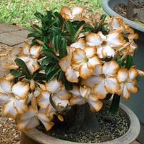 5 ADENIUM OBESUM sėklos  Baltas su oranžiniu kraštu  Dykumos rožė  šviežios sėklos