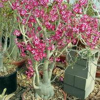 5 ADENIUM MULTIFLORUM  Dykumos rožės  sėklos, šviežios sėklos