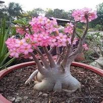 5 ADENIUM ARABICUM  Dykumos rožė  sėklos, šviežios