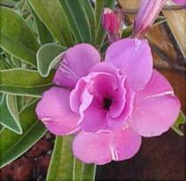 5 ADENIUM OBESUM sėklos  happy lilac  Dykumos rožė  šviežios sėklos