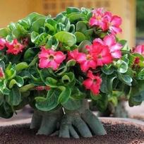 5 ADENIUM OBESUM NANO  Dykumos rožės  sėklos, šviežios
