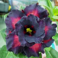 5 ADENIUM OBESUM sėklos  juodasis erelis  dykumos rožė  šviežios sėklos