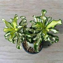 5 ADENIUM OBESUM  variegato  dykumos rožės sėklos, šviežios