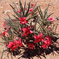 5 ADENIUM OLEIFOLIUM  Dykumos rožės  sėklos, šviežios