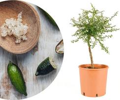 "Meine Orangerie Finger Lime" - "Microcitrus Australasica" - "Caviar Lime" - "Finger Lime" - tikras citrusinis augalas - egzotiška retenybė su šviežiais citrusų perlais (Australasica, vazono skersmuo 22 cm)