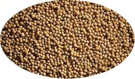 Eder Gewürze - Garstyčių sėklos, geltonos - 1 kg / Garstyčių sėklos geltonos