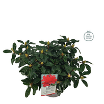 Lauko augalas rododendras, Ø 21, 30 - 40 cm, lot. RHODODENDRON SCARLET WONDER