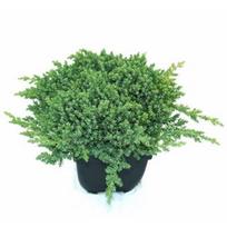Lauko augalas gulsčiasis kadagys, Ø 17, 40 cm, lot. Juniperus procumbens Nana