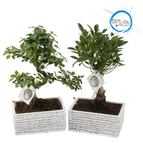 Vazoninis augalas bonsas, Ø 22, 40 cm, su vazonu, lot. BONSAI