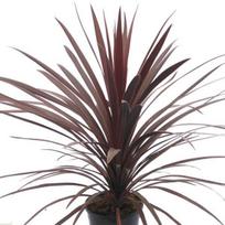 Lauko augalas kordilina, Ø 13, 55 cm, lot. CORDYLINE AUSTRALIS RED STAR
