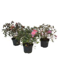 Lauko augalas azalija, Ø 15, 35 cm, lot. Azalea Japonica Evergreen
