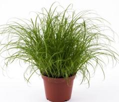 Lauko augalas Viksvuolė, Ø 12, 30 cm, lot. Cyperus Zumula