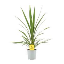 Lauko augalas kordilina, Ø 12, 40 cm, lot. Cordyline Kiwi