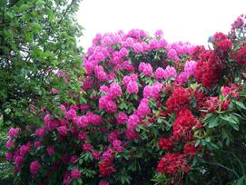 Lauko augalas rododendras, Ø 17, 40 cm, lot. Rhododendron mix