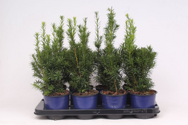 Lauko augalas tarpinis kukmedis, Ø13, 25 - 30 cm lot. TAXUS MEDIA HICKSII