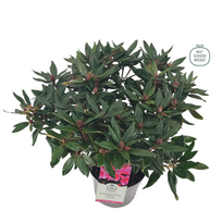 Lauko augalas rododendras, Ø 21, 30 - 40 cm, lot. RHODODENDRON WINSOME