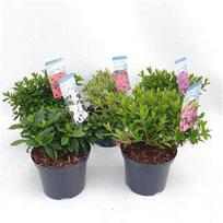 Lauko augalas azalija, Ø 19, 35 cm, lot. Rhododendron Japanse Azalea mix