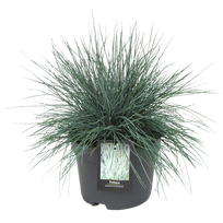 Lauko augalas Eraičinas, Ø 10,5, 20 cm, lot. Festuca mix