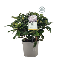 Lauko augalas rododendras, Ø 21, 30 - 40 cm, lot. RHODODENDRON GERMANIA